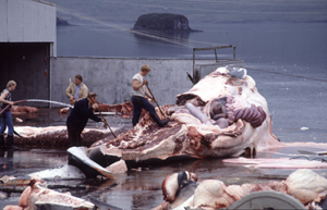 Immer noch kein Ende des kommerziellen Walfangs (Foto: Mark Votier/WDCS)