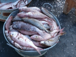 Fisch wird bald zur Mangelware (Foto: pixelio/Strowa)