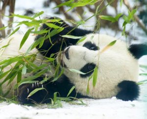 Wenn sie nicht schlafen, sind Pandas stets beim Fressen (Foto: Universität Wien/Jutta Kirchner)