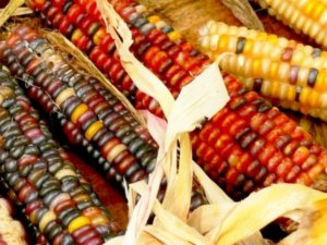 Popcorn, Polenta und Maiskeimöl gehen auf mexikanische Züchtungen zurück (Foto: pixelio.de/Faviona)