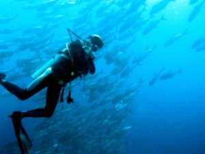 Tunfische sind besonders stark mit Quecksilber belastet (Foto: pixelio)
