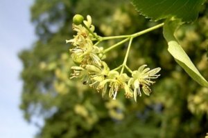 Die Lindenblüte ist ein altbewährtes Mittel bei Atemwegsinfekten (Foto: pixelio.de/Kern)