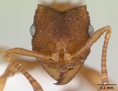 Die Ameisenart M. smithii kommt ohne Männer aus (Foto: antweb.org)