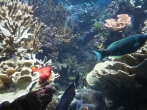 Korallenriffe sind durch klimaerwärmung extrem gefährdet (Foto: Andreas Kroll/pixelio)