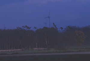 Windparks stören Zugvögel in Zukunft nicht mehr  (Foto: pixelio.de/moorhenne)