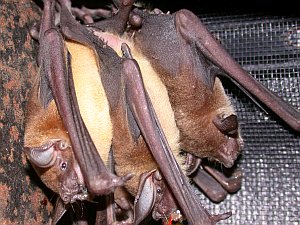 Fledermäuse verfügen über ein ausgeprägtes Sozialverhalten (Foto: Dina Dechmann)