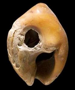 Schon in der Altsteinzeit fädelte man bemalte Muscheln auf eine Kette (Foto: University of Oxford)