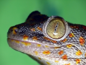 Geckos sehen die Welt auch nachts in Farbe (Foto: pixelio.de/Dotzler)