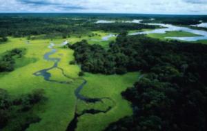 Amazonas-Regenwald aus der Luft (Foto: WWF)