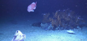 Bild aus der Tiefsee (Foto: Dr. Grehan/NUI Galway)