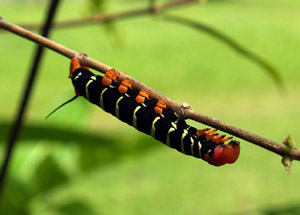 Jeder ist eingeladen Naturbilder einzusenden (Foto: W. Weitlaner)