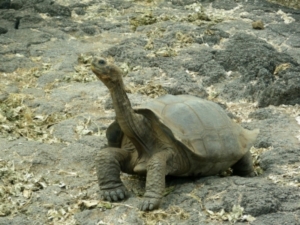 Die Galapagos-Inseln sind Heimat zahlreicher endemischer Arten (Foto: pixelio)