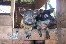 Schweine-Organe - Kompatibilität mit menschlichem Immunsystem angestrebt (Foto: pixelio.de, HHS)