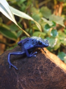 Den Froschlurchen geht es weltweit an den Kragen (Foto: Jens Bredehorn/pixelio.de)