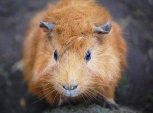 Bei einem Meerschweinchen funktionierte die künstliche Nervenzelle bereits (Foto: pixelio.de/Wolf)