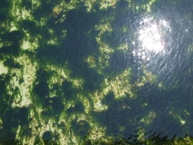 Exxon: Algen sind Treibstofflieferanten der Zukunft  (Foto: pixelio.de/PeeF)