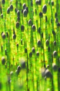 Schachtelhalme waren die Sieger des Massenaussterbens vor 200 Mio. Jahren (Foto: pixelio.de/Schaile)