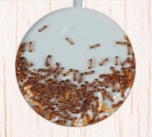 Gemeinsame Entscheidungen ermöglichen Ameisen die beste Wahl (Foto: Arizona State University)