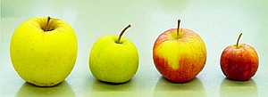 Apfeltriebsucht lässt die Früchte schrumpfen (Foto: JKI)