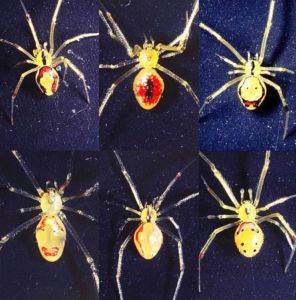 Happyface-Spinnen können ganz unterschiedlich aussehen (Foto: University of York)