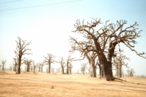 Baobabs können bei Dürre Nahrung liefern (Foto: pixelio.de/Aira)