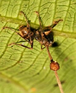 Der Ophiocordyceps unilateralis ist ein raffinierter Ameisenkiller (Foto: PLoS ONE/Pontoppidan)