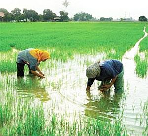 70 Prozent aller bewässerten Flächen liegen in Asien (Foto: imwi)