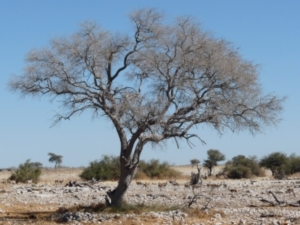 Afrika emittiert im Vergleich zu seiner Größe wenig CO2 (Foto: Namibia/pixelio/D. Schütz)