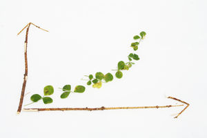 Charttechniker wittern Preisexplosion bei Gold (Foto: aboutpixel.de, Ylloh) Charttechniker wittern Preisexplosion bei Gold (Foto: aboutpixel.de, Ylloh)