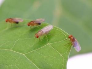 Fruchtfliege Drosophila als Studienobjekt (Foto: Andrew Weeks)