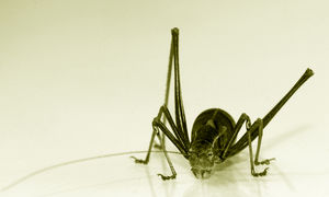 Heuschrecken hebeln strenge EU-Regeln im Vorfeld aus (Foto: aboutpixel.de, mediascapes)