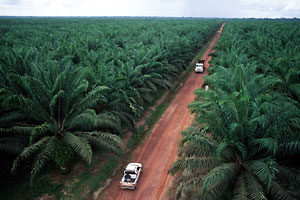 Palmöl-Monokulturen sind kein Hort der Artenvielfalt (Foto: Greenpeace.ch)