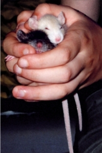 Versuche mit Ratten geben auch der Rehabilitation von Menschen Hoffnung (Foto: pixelio.de/Sylvia)