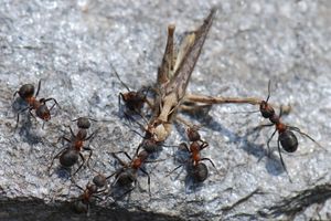 Gemeinsamer Ameisen-Zugriff: Vorbild für Cybersecurity (Foto: pixelio.de, Bolliger Hanspeter)