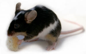 Isolierte Mäuse entwickeln mehr Tumore (Foto: pixelio.de/Stephanie Hofschlaeger)