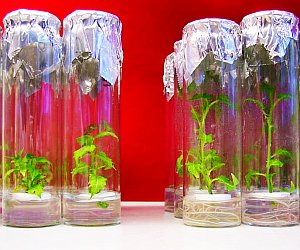 Pappeln wachsen ohne und mit Bakterien unterschiedlich schnell (Foto: Universität Wien/Weckwerth)