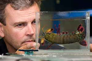 Justin Marshall mit einemm Fangschreckenkrebs (Foto: uq.edu.au) Justin Marshall mit einemm Fangschreckenkrebs (Foto: uq.edu.au)