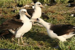 Albatrosse fressen zu viel Plastik (Foto: US Fish & Wildlife)