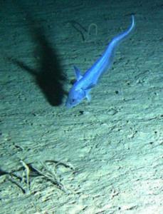 Grenadierfisch in 4.000 Metern Tiefe bei der Station M /Foto: www.mbari.org)