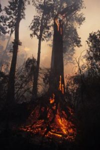 Brennender Regenwald in Indonesien (Foto: Dr. Florian Siegert)