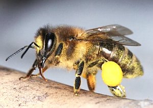 Was Menschen nicht gelingt, schaffen Bienen routinemäßig (Foto: pixelio.de/Peters)