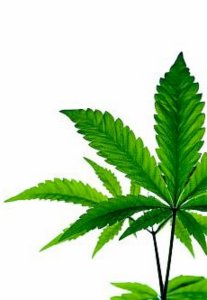 Cannabis stammt vor allem aus Plantagen in Eigenheimen (Foto: aboutpixel.de/Brentrup)
