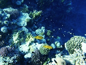 Korallenwachstum trägt dazu bei, dass Ozeane weniger CO2 absorbieren (Foto: pixelio.de/Tokamuwi)