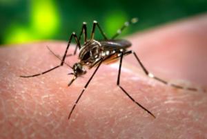 Aedis-Stechmücken verbreiten Dengue-Fieber (Foto: cdc.org)