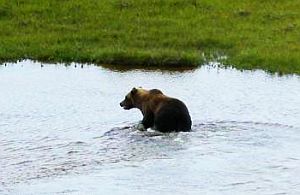Der Grizzly wandert immer weiter nach Norden (Foto: Linda Gormezano)