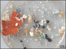 Viele Lebewesen fressen diese Plastikteilchen (Foto: Sea Education Association)
