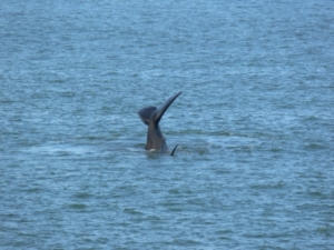 Wale sind ein langjähriger Kohlenstoffspeicher (Foto: pixelio/Köckeritz)