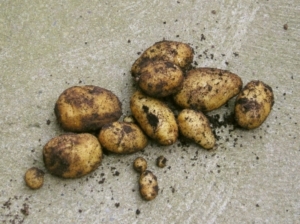 Gentech-Kartoffel ist für den Anbau zugelassen (Foto: pixelio/Maja Dumat)