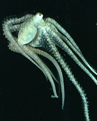 Der Oktopus verfügt über außergewöhnliche Fähigkeiten (Foto: John Forsythe)