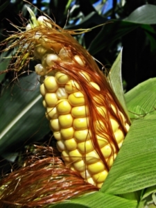 Auch Ethanol aus Mais schadet dem Klima (Foto: pixelio.de/Ströbel)